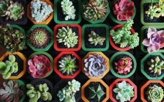 assorted-color succulent plants