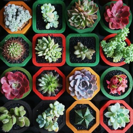 assorted-color succulent plants
