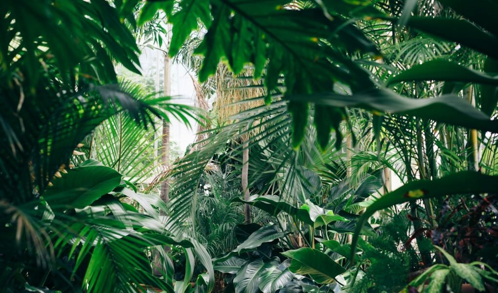 area covered with green leafed plants