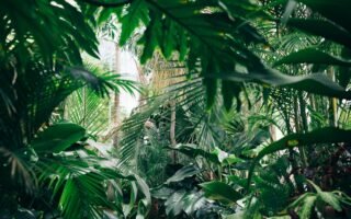 area covered with green leafed plants