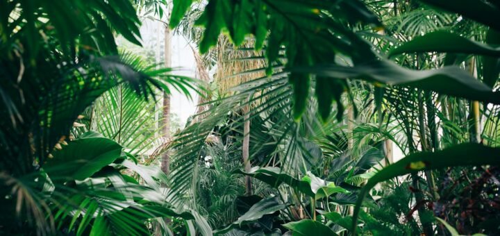 area covered with green leafed plants