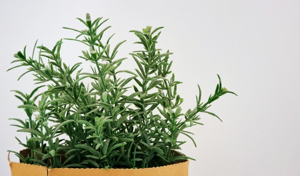 green plant on brown clay pot