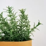 green plant on brown clay pot