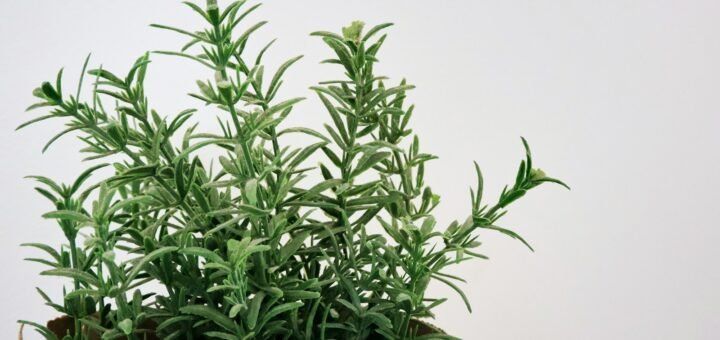 green plant on brown clay pot