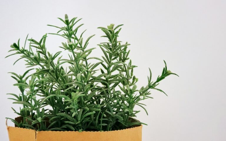 Tônico de Alecrim Caseiro para Crescimento Capilar: Receita Fácil e Poderosa green plant on brown clay pot