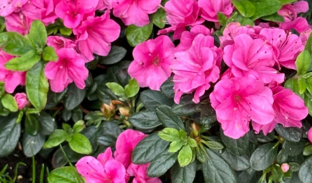 8 Plantas Incríveis Para Cultivar e Florescer Seu Jardim no Inverno destaque 1783234157905